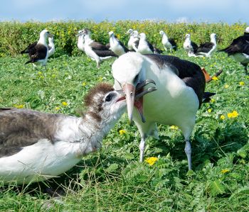 Albatross feeding its young.